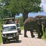 20 Days Kenya & Tanzania Ultimate Safari with Zanzibar Beach - What’s Included & What’s Not