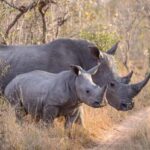 2day luxury safari at Solio Ranch in a 4x4 Land Cruiser Jeep - Why You’ll Love the 2-Day Safari at Solio Ranch