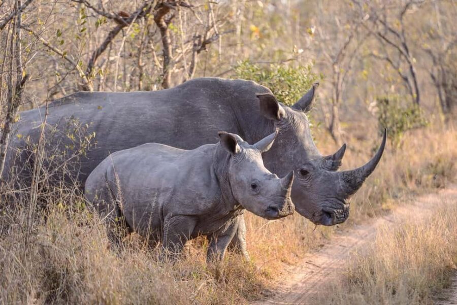 2day luxury safari at Solio Ranch in a 4x4 Land Cruiser Jeep - Why You’ll Love the 2-Day Safari at Solio Ranch
