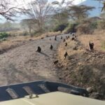 2Day Safari Tarangire and Ngorongoro Crater Join Group - What’s Included and What’s Not