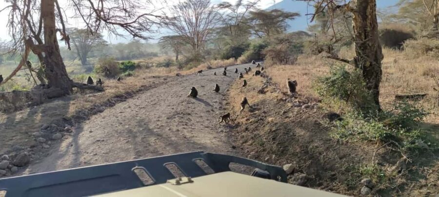 2Day Safari Tarangire and Ngorongoro Crater Join Group - What’s Included and What’s Not