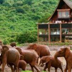 2Days Aberdares National Park Safari Package - Exploring the Itinerary: Day 1 — Nairobi to Aberdares