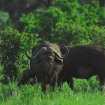 3-day 2-Night safari from Dar-es-Salaam to Mikumi National P - Why This Tour Offers Great Value