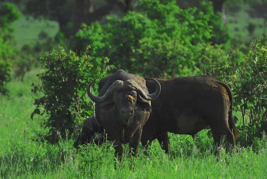 3-day 2-Night safari from Dar-es-Salaam to Mikumi National P - Why This Tour Offers Great Value