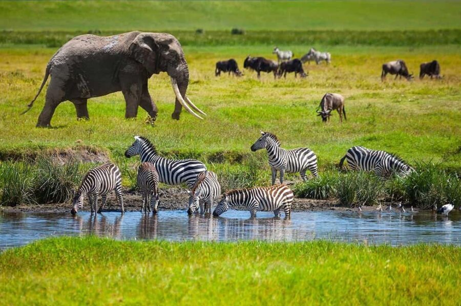 3-Day Amazing Serengeti and Ngorongoro Safari - What’s Included & What’s Not