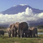 3-Day Amboseli National Park Camping Safari on 4x4 Jeep - What’s Included and What to Consider