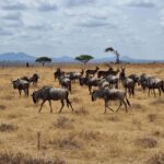 3-Day Arusha, Tarangire, and Materuni Waterfall Tour - Wildlife Encounters in Tarangire National Park