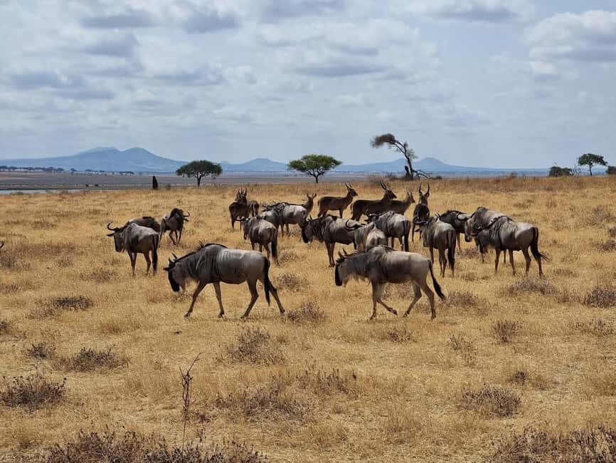 3-Day Arusha, Tarangire, and Materuni Waterfall Tour - Wildlife Encounters in Tarangire National Park