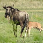 3-Day Calving Season Migration Southern Serengeti Safari - Starting Point: From Kilimanjaro or Arusha
