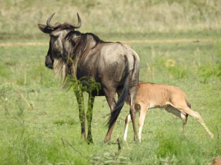 3-Day Calving Season Migration Southern Serengeti Safari - Starting Point: From Kilimanjaro or Arusha