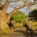 3-Day Camping Safari in Arusha National Park - The Journey: What to Expect from Each Element