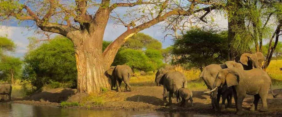 3-Day Camping Safari in Arusha National Park - The Journey: What to Expect from Each Element