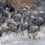 3-Day Camping Safari to Serengeti and Ngorongoro Crater - Practical Details and What to Expect
