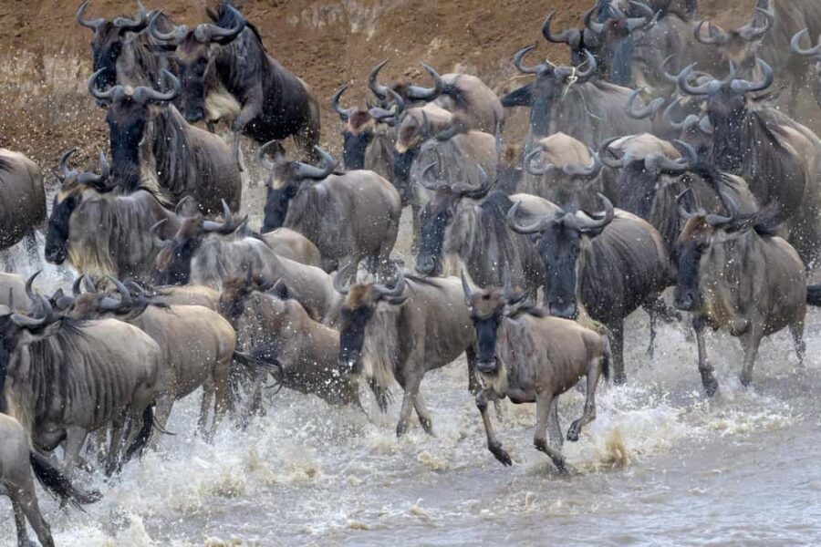 3-Day Camping Safari to Serengeti and Ngorongoro Crater - Practical Details and What to Expect