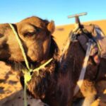 3-Day Desert Adventure: Ouarzazate to Merzouga - What’s Included and What’s Not