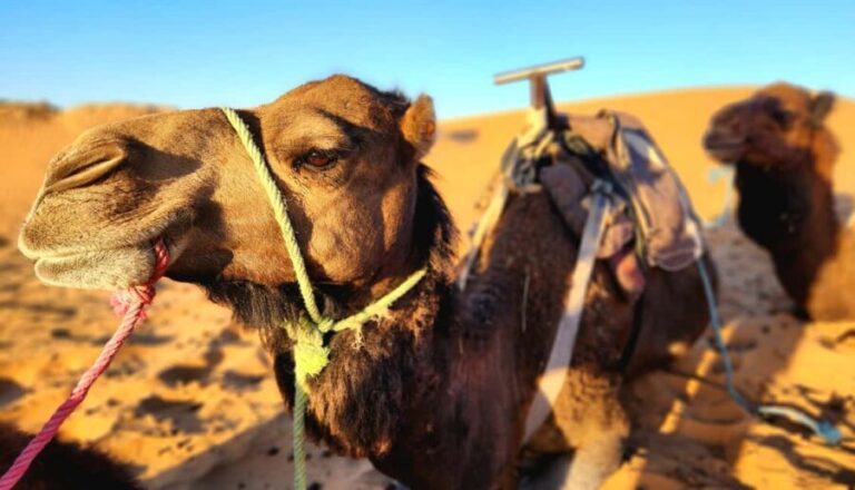 3-Day Desert Adventure: Ouarzazate to Merzouga - What’s Included and What’s Not