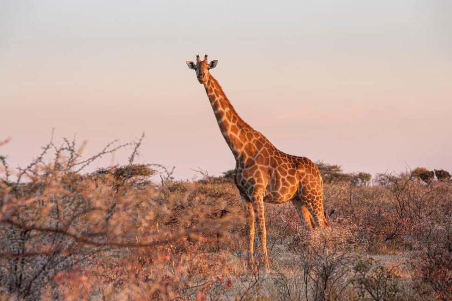 3-Day from Dar-es-Salaam to Mikumi (Massai tour & Waterfall) - What Makes This Tour Stand Out?