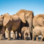 3 Day Garden Route All-inclusive Private Tour from Cape Town - Day 3: Caves, Wildlife, and Ostrich Safari