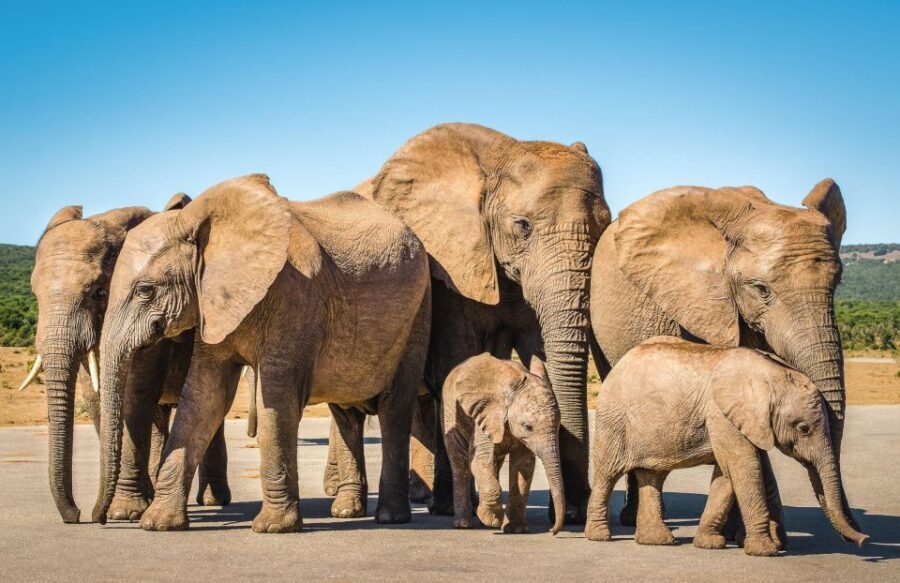 3 Day Garden Route All-inclusive Private Tour from Cape Town - Day 3: Caves, Wildlife, and Ostrich Safari