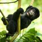 3 -Day Gorilla Tour - The Cost: Is It Worth It?