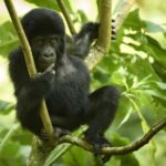 3 -Day Gorilla Tour - Additional Insights and Practical Tips