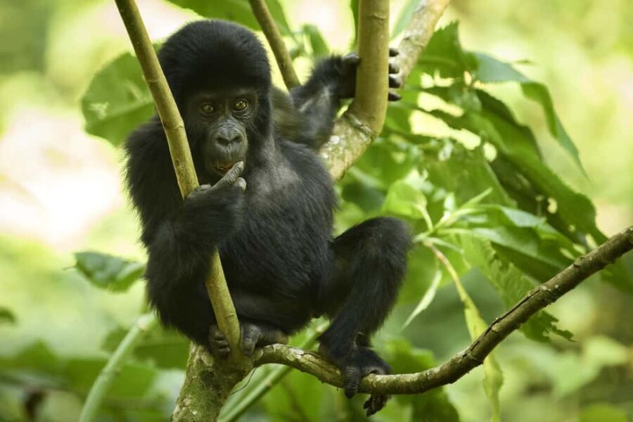 3 -Day Gorilla Tour - Additional Insights and Practical Tips
