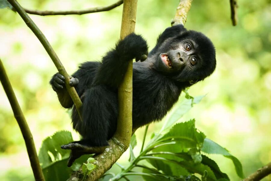 3 -Day Gorilla Tour - The Cost: Is It Worth It?