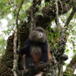 3 Day Gorillas Trekking And Golden Monkeys Tracking - Why This Tour Offers Great Value