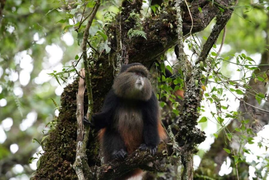 3 Day Gorillas Trekking And Golden Monkeys Tracking - Why This Tour Offers Great Value