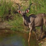 3 Day Kruger Safari Fly-In from Johannesburg - Who Will Love This Tour?