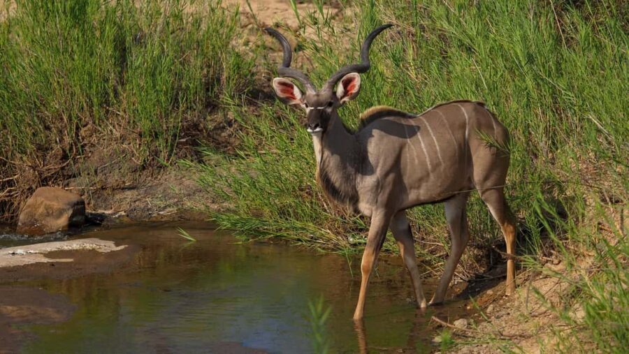 3 Day Kruger Safari Fly-In from Johannesburg - Who Will Love This Tour?