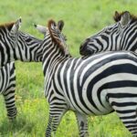3-Day Lake Manyara and Ngorongoro Crater Safari - Who Is This Tour Best For?