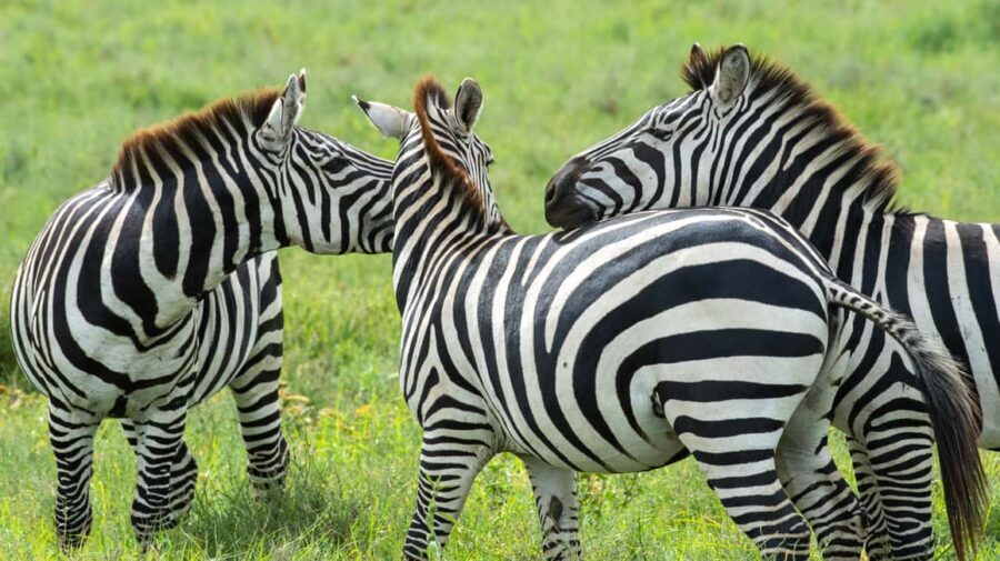 3-Day Lake Manyara and Ngorongoro Crater Safari - Who Is This Tour Best For?