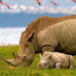 3-day Lake Naivasha, Lake Elementaita and Lake Nakuru Safari - A Detailed Look at What This Tour Offers