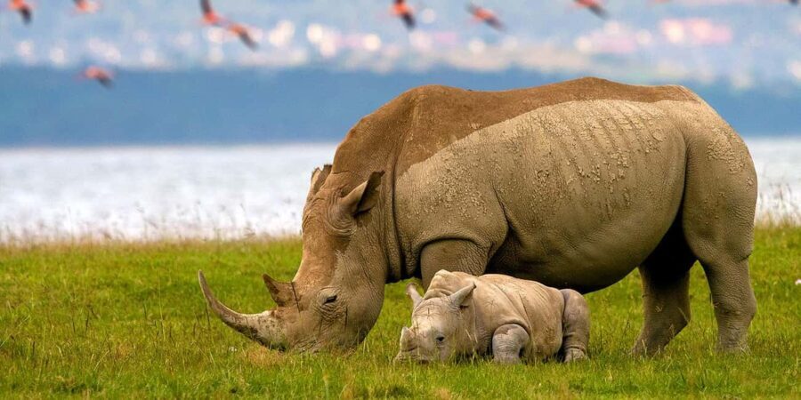 3-day Lake Naivasha, Lake Elementaita and Lake Nakuru Safari - A Detailed Look at What This Tour Offers