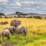 3-Day Mikumi and Ruaha National Parks Safari - Day 1: Journey to Mikumi National Park
