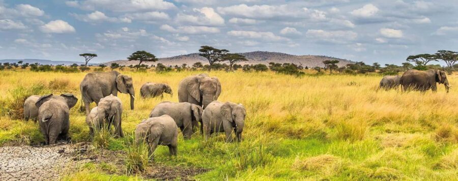 3-Day Mikumi and Ruaha National Parks Safari - Day 1: Journey to Mikumi National Park