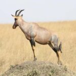 3-Day Mikumi NP, Maasai Village & Udzungwa Mountains NP Tour - FAQ