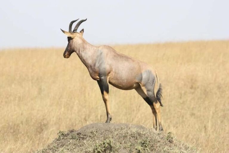 3-Day Mikumi NP, Maasai Village & Udzungwa Mountains NP Tour - FAQ