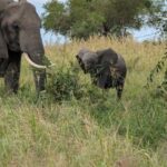 3-Day Nyerere National Park Safari from Zanzibar with Flight - Authentic Wildlife & Cultural Encounters