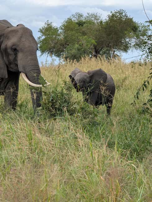 3-Day Nyerere National Park Safari from Zanzibar with Flight - Authentic Wildlife & Cultural Encounters