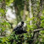 3-Day Nyungwe National Park Safari - Chimpanzee tracking - Tips for Making the Most of Your Trip