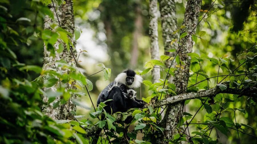 3-Day Nyungwe National Park Safari - Chimpanzee tracking - Tips for Making the Most of Your Trip