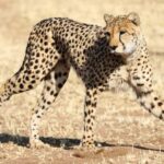 3-Day Private Midrange Serengeti Ngorongoro Tour with Flight - What Makes This Tour Stand Out?