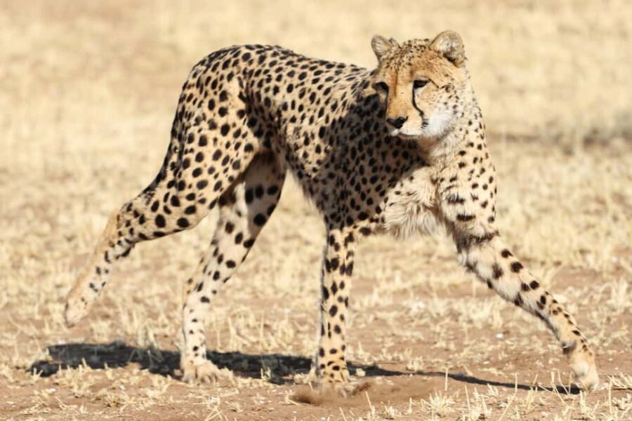 3-Day Private Midrange Serengeti Ngorongoro Tour with Flight - What Makes This Tour Stand Out?