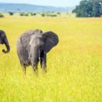 3-Day Queen Elizabeth Wildlife Safari - Introduction to the Experience