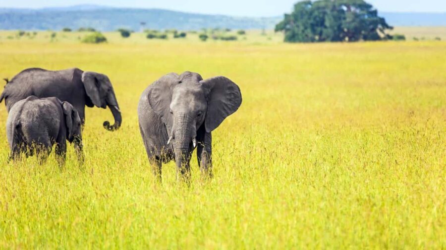 3-Day Queen Elizabeth Wildlife Safari - Introduction to the Experience