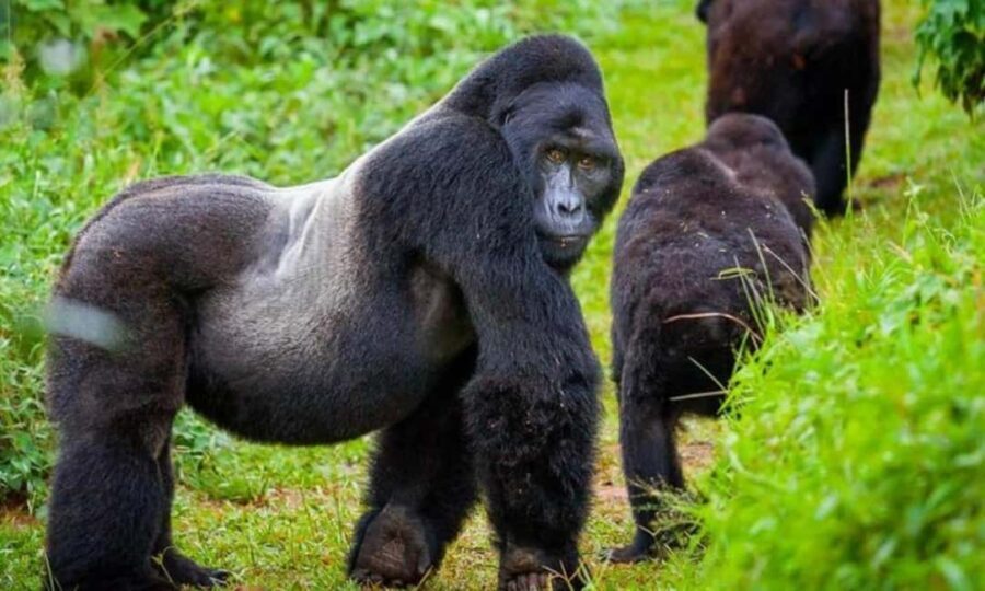 3-Day Rwanda Gorilla Safari and Golden Monkey Trek - What to Expect: The Itinerary Breakdown