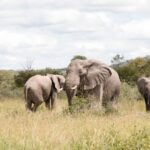 3-Day Safari: Explore Mikumi & Udzungwa Mountains Wonders - FAQs