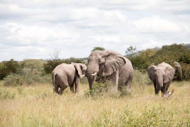 3-Day Safari: Explore Mikumi & Udzungwa Mountains Wonders - FAQs